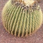 Echinocactus grusoniiBlatt