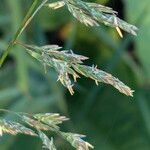 Poa pratensis Flower