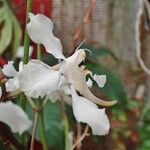 Papilionanthe vandarum Flower