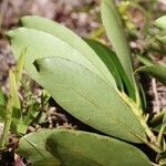 Metrosideros tardiflora