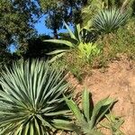 Agave sisalana 葉