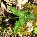 Arum italicum Feuille