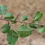 Flacourtia indica Blatt