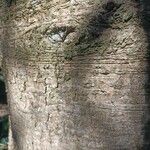 Abies homolepis Žievė