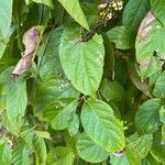 Banisteriopsis caapi Φύλλο