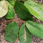 Anthonotha macrophylla Leaf