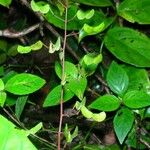 Desmodium axillare その他の提案