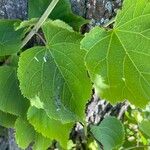 Tilia cordata Leaf