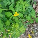 Chelidonium majus Feuille