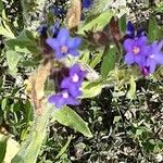 Anchusa officinalis Квітка