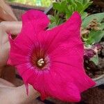 Petunia × atkinsiana Fiore