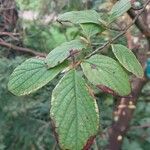 Stewartia pseudocamellia Folla