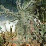 Cylindropuntia imbricata Folla