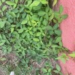 Desmodium scorpiurus Folha