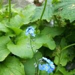 Myosotis sylvaticaFlower