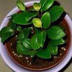 Peperomia glabella Leaf