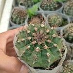 Gymnocalycium anisitsii Ліст