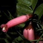 Campsidium valdivianum Flor