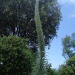 Echium italicumFlower