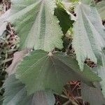 Triumfetta cordifolia List