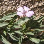 Dyschoriste schiedeana 花