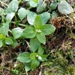 Stellaria media Hoja