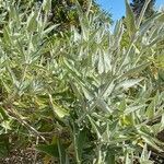 Salvia canariensis Habitus