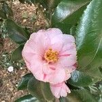 Camellia sasanquaBlomst