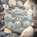 Turbinicarpus lophophoroides List