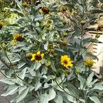 Encelia farinosa Flower