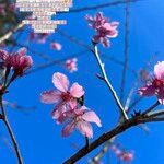 Prunus amygdalus Цветок