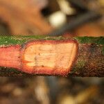 Cnestis corniculata Bark