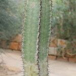 Euphorbia eduardoi Хабит
