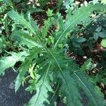 Cirsium altissimum ഇല