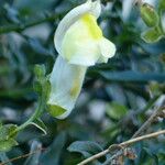 Antirrhinum siculum Квітка