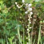 Aletris farinosa Cvet