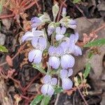 Collinsia bartsiifolia