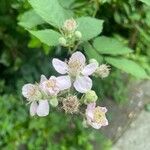 Rubus armeniacus Blüte