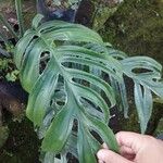 Monstera dilacerata Fulla