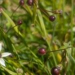 Sisyrinchium rosulatum Fruit