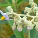 Solanum granuloso-leprosum