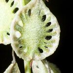 Thysanocarpus curvipes Fruit