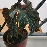 Begonia aconitifolia Blad