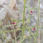 Scrophularia striata Flower