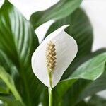 Spathiphyllum wallisii Flower