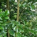 Fraxinus griffithii Corteccia