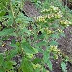 Inula conyza Flor