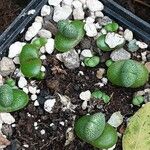 Pleiospilos nelii Leaf