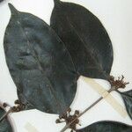 Eugenia albicans अन्य