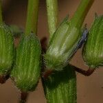 Erodium trifolium Fruit